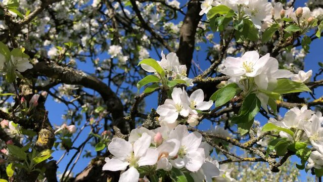 apple tree with flowers in spring
