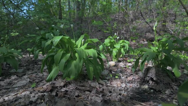 Wild garlic, grows in forest at spring time, healthy edible wild plant