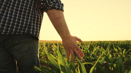 Farmers hand touches sprout of corn in cornfield facing sun while inspecting his crop. Agricultural...