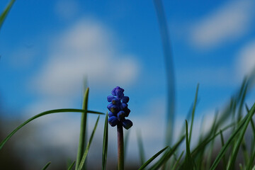 grass and grape hyacinth (muscari botryoides) with blue sky and white clouds