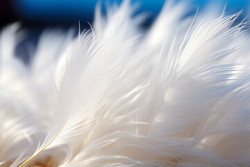 Soft White Feathers Close-Up on Blue Background