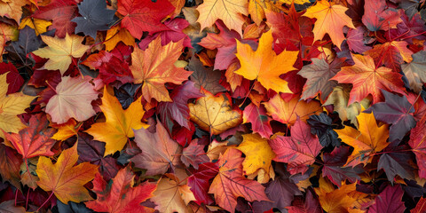 Naklejka na ściany i meble Vibrant Autumn Leaves Background in Full Fall Colors