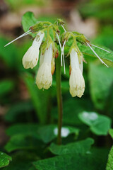 Symphytum Tuberosum White Spring Flower - obrazy, fototapety, plakaty