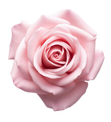 A pink rose isolated on a transparent background