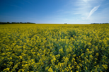 Oilseed, rape field, spring, Large field,  blooming rape field, Rapeseed fields, agricultural...