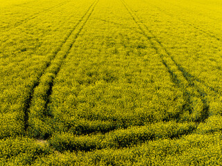 Oilseed rape field in spring. Large field of blooming rape field. Rapeseed fields. Aerial view over the agricultural fields. Yellow field rapeseed in bloom.