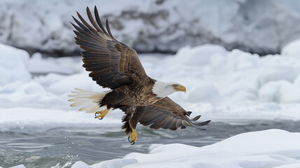 Birds of Prey Soar in the Sky: Eagle and Hawk in Flight