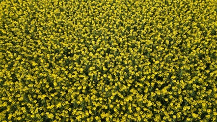 Rapeseed field from above