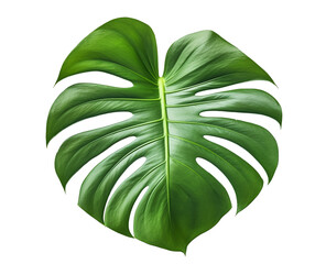 A large green Monstera leaf isolated on a transparent background