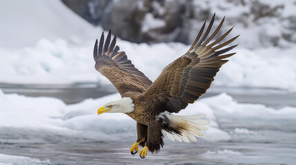 Obraz premium Birds of Prey Soar in the Sky: Eagle and Hawk in Flight