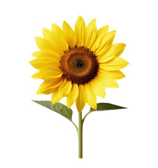 A sunflower isolated on a transparent background