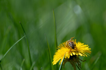 A dandelion flower stands in a green meadow. The sun is shining on the meadow from above. A ray of...