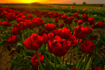 Beautiful dark red tulip field in the sunset