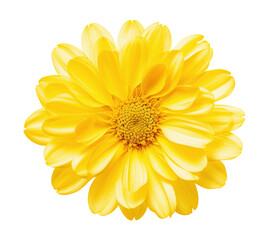 A yellow flower isolated on a transparent background
