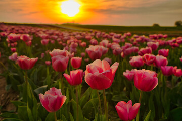 Pink tulip field in the late afternoon sun before the dawn