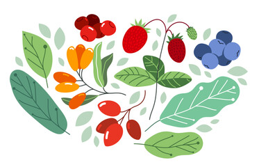 Wild berries fresh and ripe tasty healthy food with leaves vector flat style illustration isolated over white, delicious vegetation diet eating, nature gifts. - 784704409