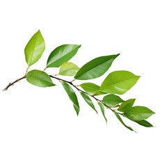 Branch of leaves isolated on a transparent background
