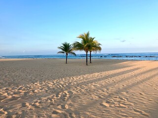 Palm trees on beach with sun rays on sand in St Kitts & Nevis
