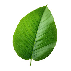 Green leaf isolated on a transparente background
