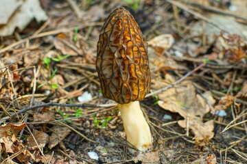 one brown on a white stalk edible spring morel mushroom growing in the ground in the forest during the day