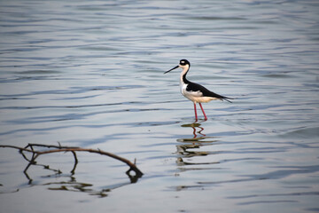 Side Profile of a Black and White Shorebird