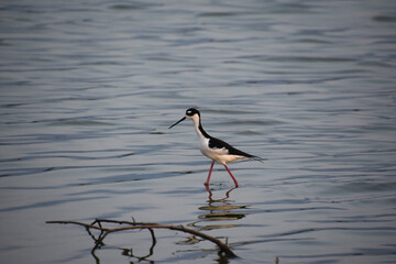 Long Legs and Beak on a Sandpiper