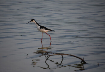 Sandpiper with Long Legs and a Long Beak