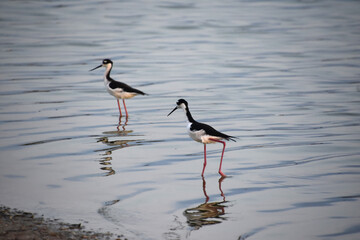Lovely Pair of Black and White Sandpipers