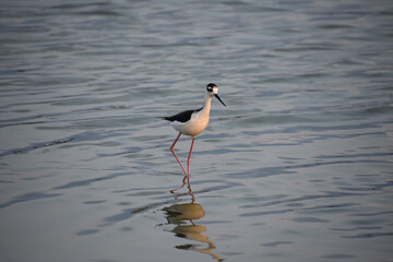 Posing Black Neck Stilt Sandpiper Bird