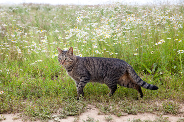 Cat on a walk in summer. Cat with green eyes.