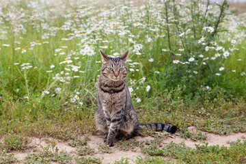 Naklejka na ściany i meble Cat on a walk in summer. Grey cat sitting in the grass. Cat with green eyes.