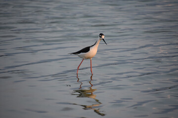 Gorgeous Black and White Sandpiper in Water