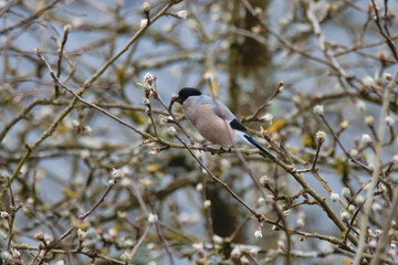 bird Pyrrhula pyrrhula