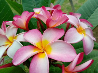 Plumeria rubra, commonly known as frangipani or red paucipan, is a species of flowering plant in the family Apocynaceae. It's native to Mexico, Central America, and Venezuela but has been widely culti