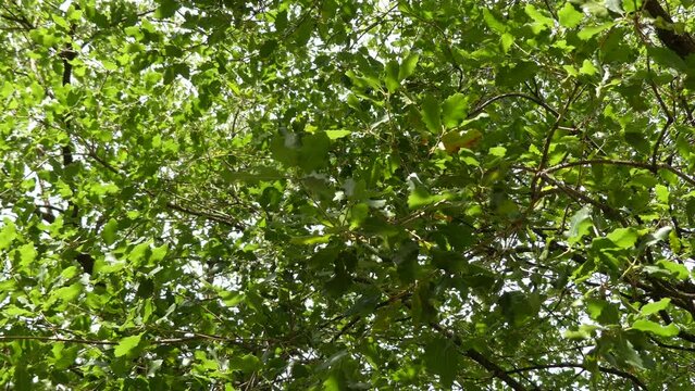 Quercus macrocarpa, the bur oak, sometimes spelled burr oak, is a species of oak in the white oak section Quercus sect. This plant is also called mossycup oak and mossycup white oak.
