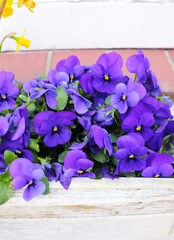 multi-colored pansies in pots on the city streets
