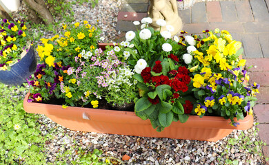 multi-colored pansies in pots on the city streets