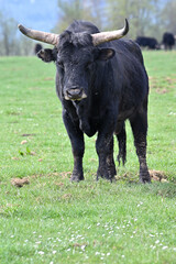  Aurochs wild ancestor of modern domestic cattle