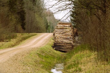 a large pile of birch pulpwood in a ditch next to a forest road in spring