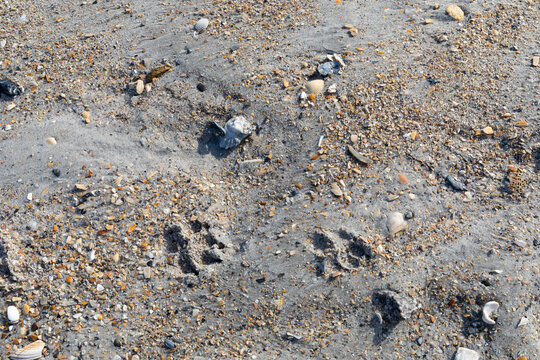 Dog footprints in wet beach sand, seashell fragments, animal care and travel background, horizontal aspect