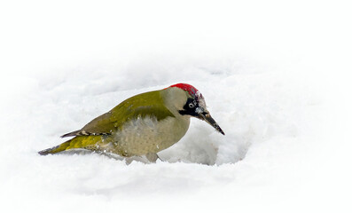 Green woodpecker, female, looking for ants under the snow