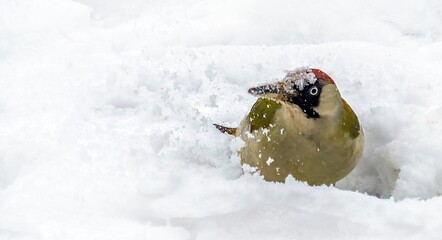 Green woodpecker, female, looking for ants under the snow