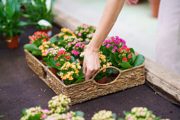 Unrecognizable woman florist standing and placing blooming flowers in basket in nursery