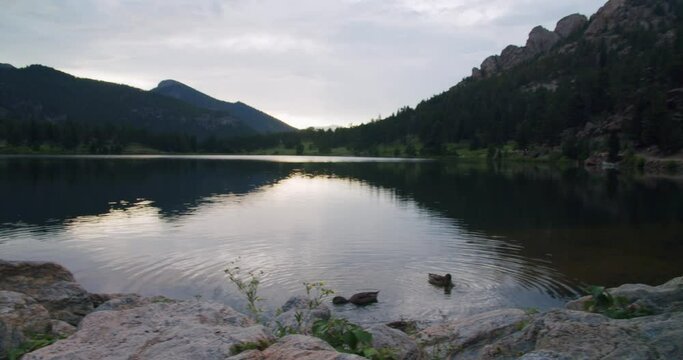 ducks swimming and eating in peaceful lake in mountains at sunset in colorado