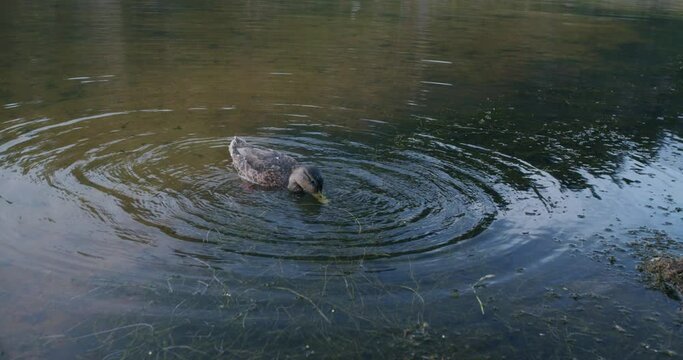 duck feeding in the water in lake in colorado 