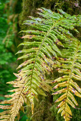 Closeup of wet and delicate ferns located in ancient rainforest. 
