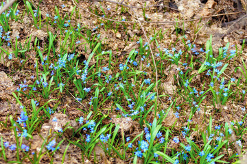 A patch of terrestrial plants with small blue flowers covering the ground