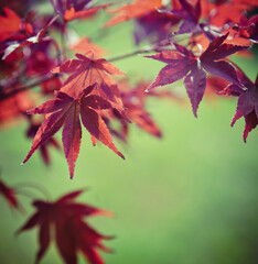 Abstract autumn background
