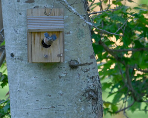 Bluebird midflight from bird house