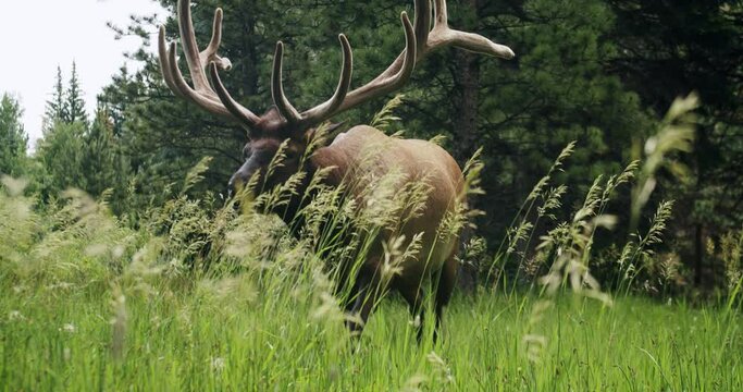 elk grazing in green grass fields in slow motion
